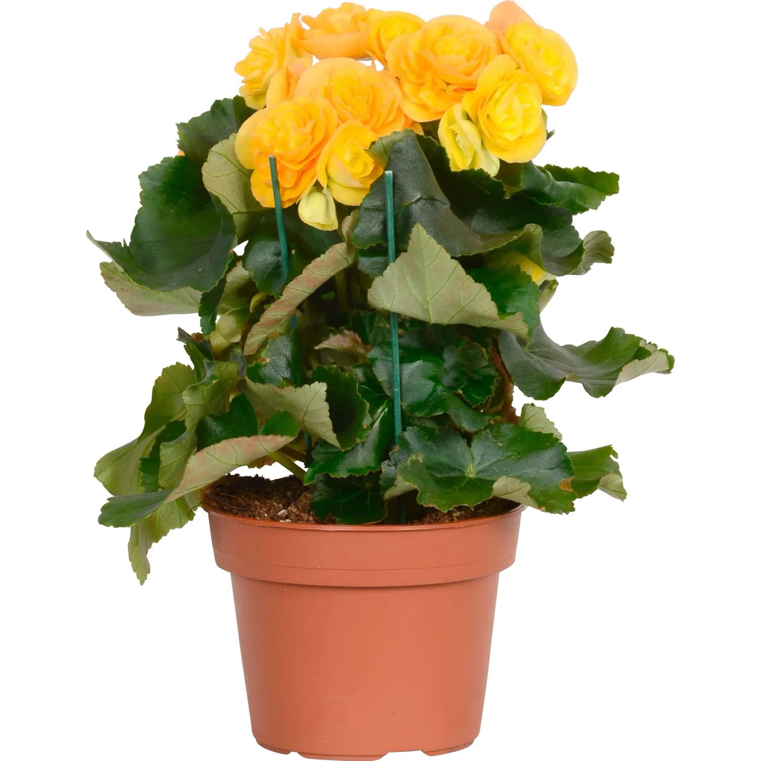 Begonia 