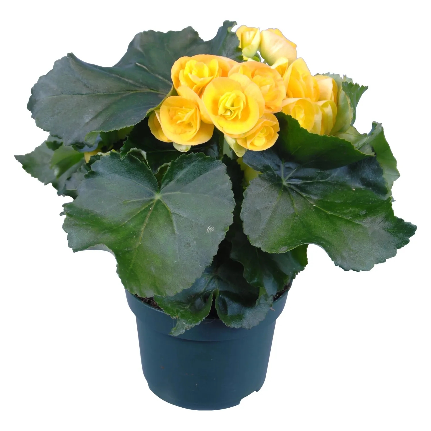 Begonia 