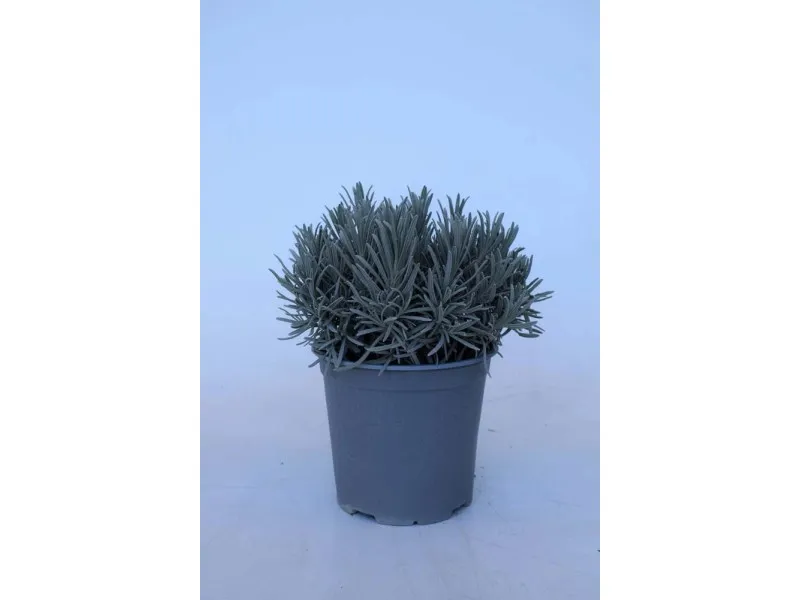 Lavanda angustifolia cespuglio vaso 18 cm