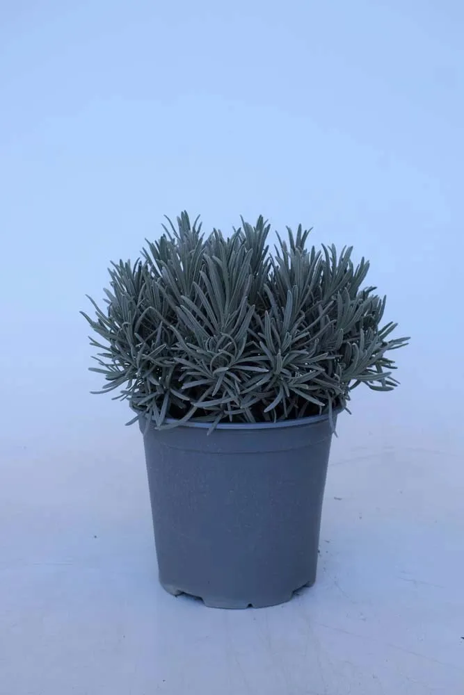 Lavanda angustifolia cespuglio vaso 18 cm