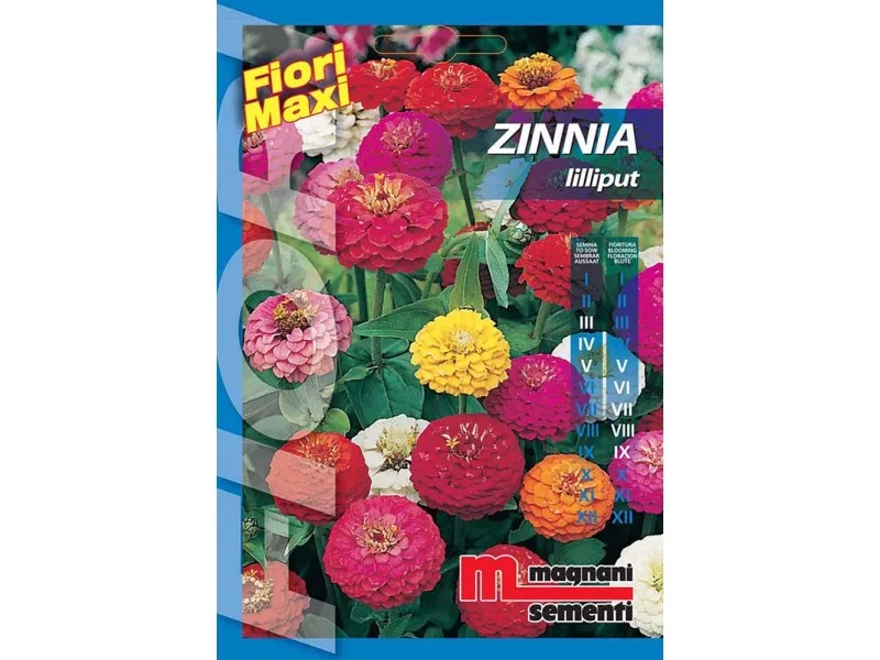 Semi fiori Zinnia lilliput