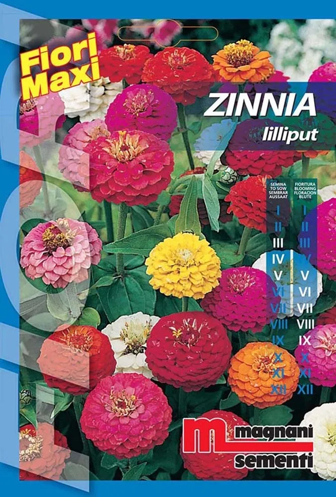 Semi fiori Zinnia lilliput